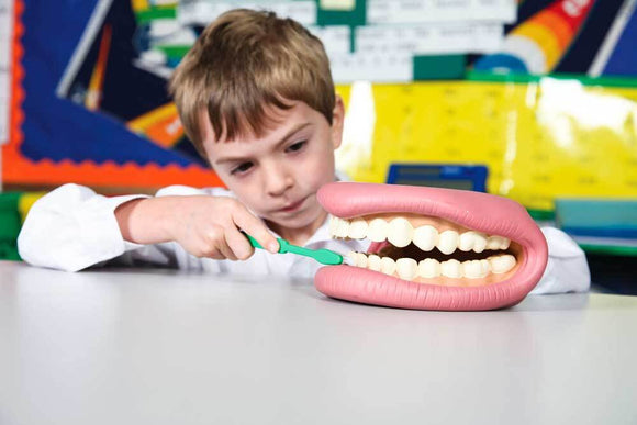 Giant Teeth Demonstration Model - Your Capability Store