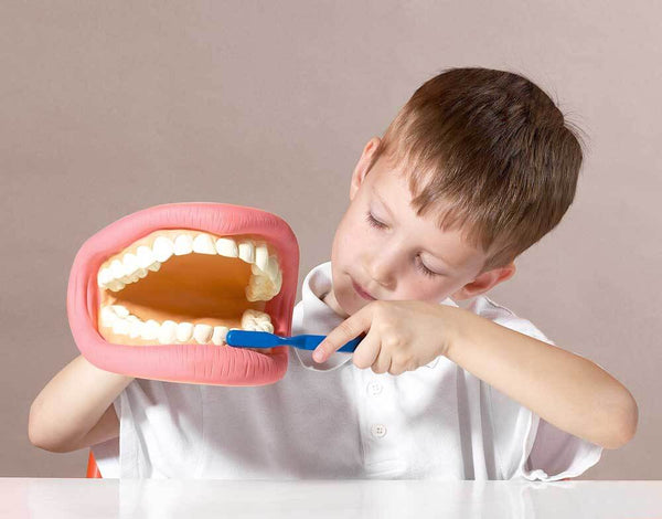 Giant Teeth Demonstration Model