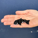 Mini Orca - Your Capability Store