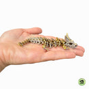 Ashbone - Articulated Skeleton Dragon - Your Capability Store